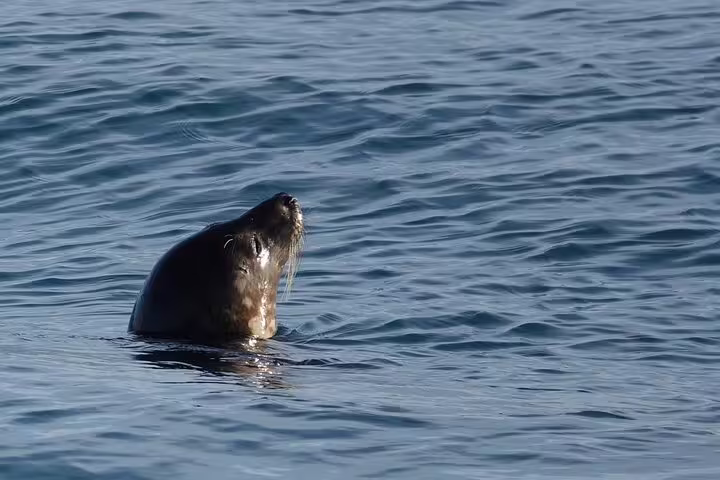 Sea lion emerging from calm blue ocean waters near Reykjavik