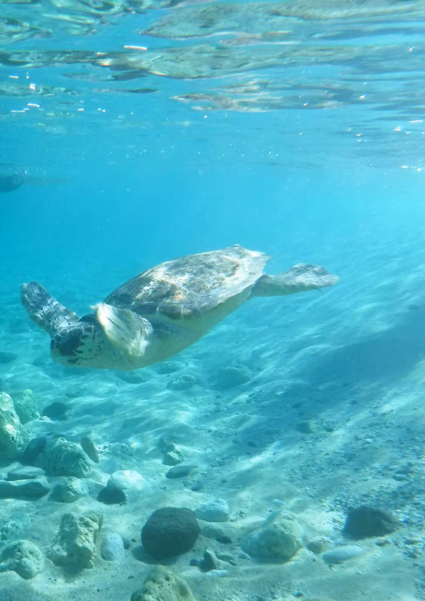 A sea turtle gracefully swimming underwater in the crystal-clear Bay of Balai, Porto Torres.