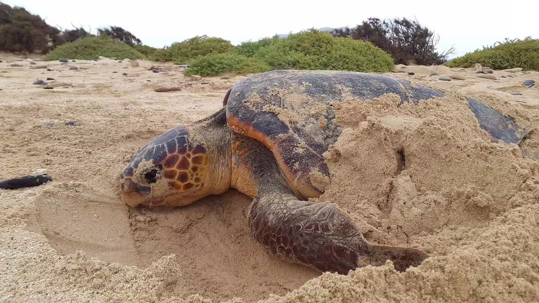Close-up sea turtle on coastal sand dunes, ideal wildlife encounter for Sea Turtle Observation beach tour