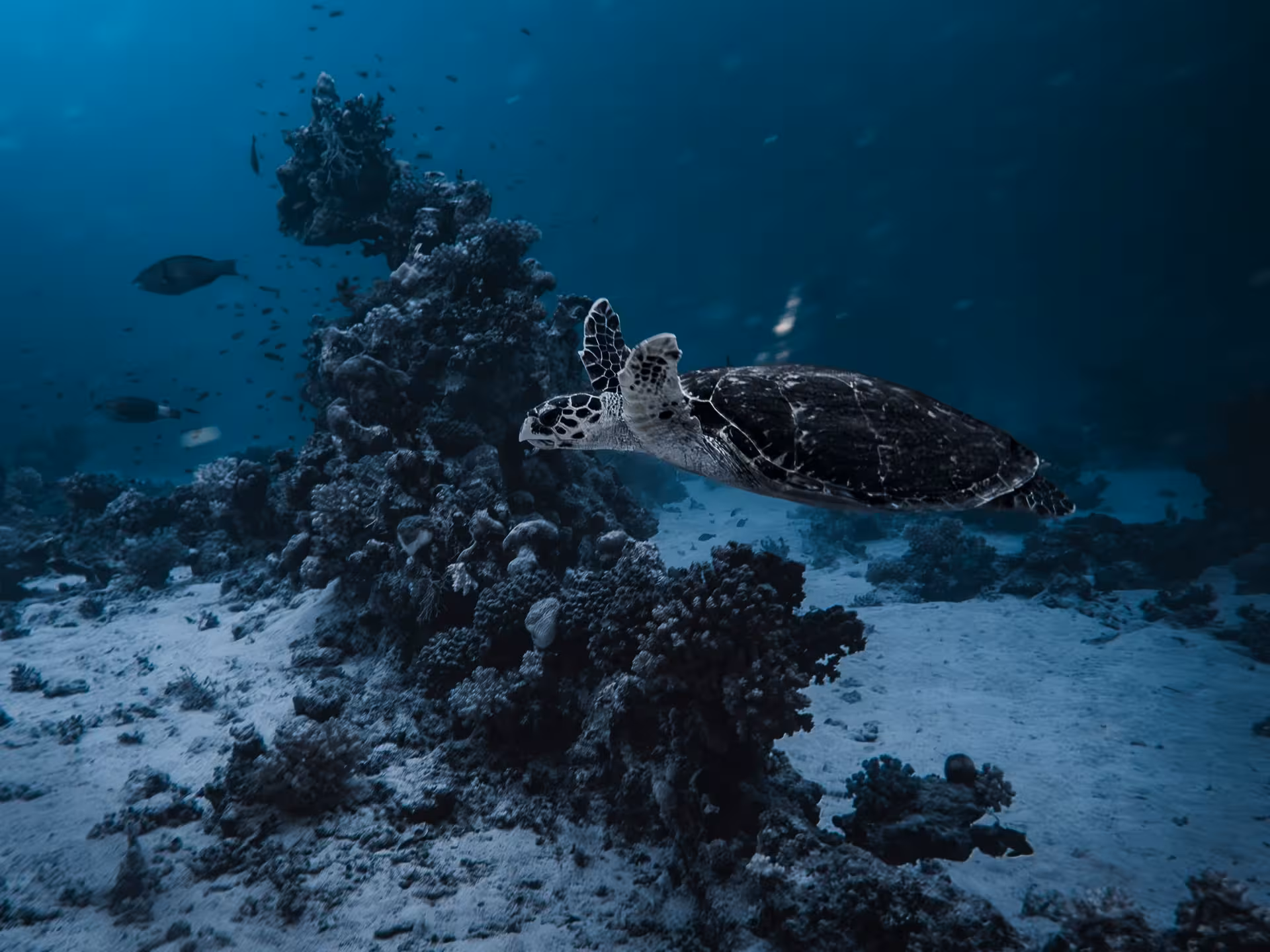Sea turtle gliding over coral reef underwater at Giftun Island snorkeling site