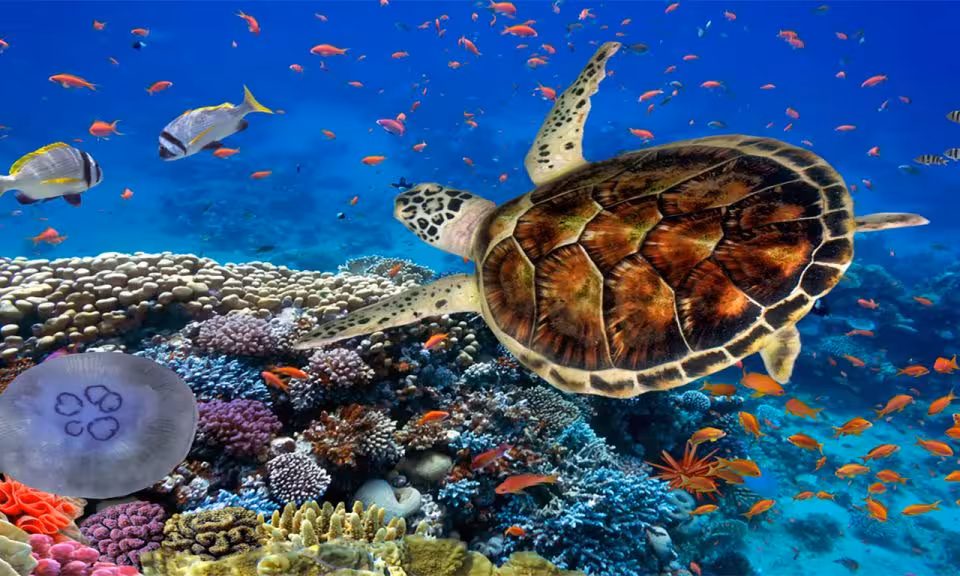 Sea turtle gliding above vibrant coral reef and tropical fish at Marsa Mubarak snorkeling trip, Marsa Alam