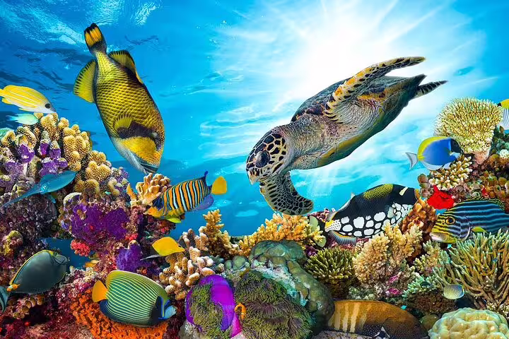Sea turtle and colorful coral reef fish at Samadai, Marsa Alam, on VIP boat snorkeling with dolphins tour