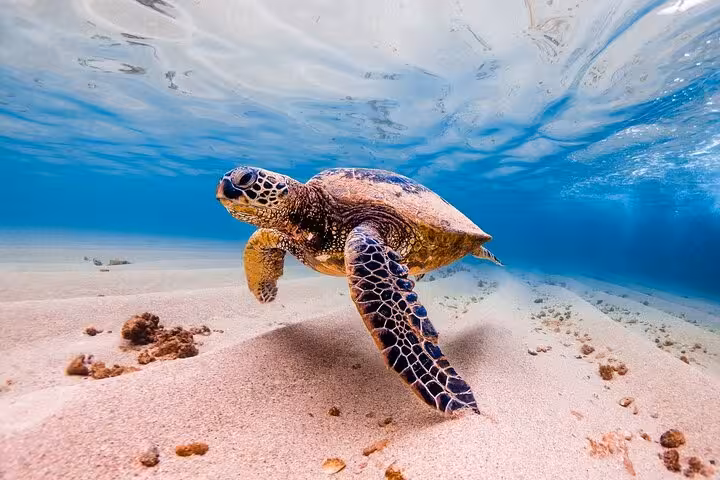 Sea turtle gliding above sandy seabed in Marsa Mubarak lagoon, Marsa Alam Red Sea boat trip snorkeling