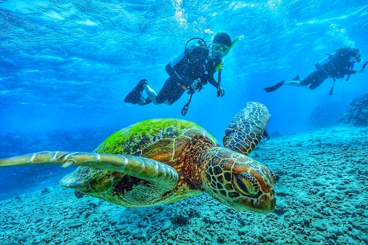 Sea turtle swimming near divers in Ras Mohammed, Red Sea, during White Island boat tour with lunch from Sharm El Sheikh