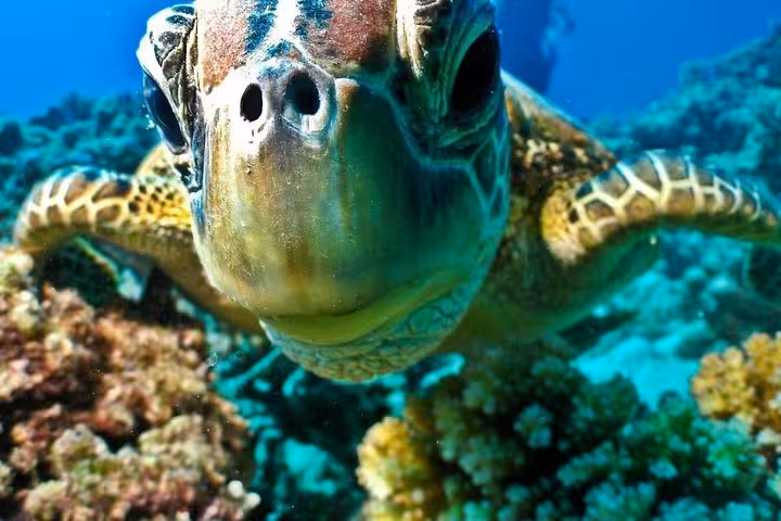 Close-up sea turtle over Red Sea corals on a semi submarine tour from Sharm El Sheikh snorkeling area