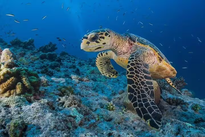 Sea turtle gliding over Red Sea reef on Sataya Dolphin House snorkeling day trip by VIP boat from Marsa Alam