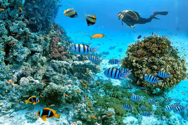 Snorkeler above vibrant Marsa Mubarak coral reef with tropical fish, Marsa Alam Red Sea boat trip