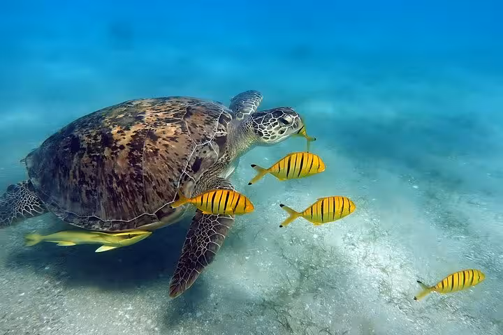 Sea turtle swimming with striped fish in Marsa Mubarak, Marsa Alam snorkeling boat trip in the Red Sea