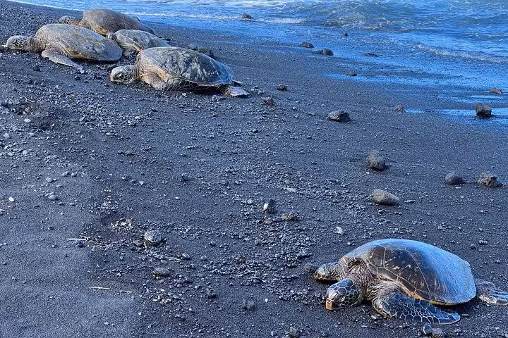 Sea turtles resting on a black sand beach on Hawaii's Big Island, part of the immersive Volcano, Waterfalls & Coffee Tour.