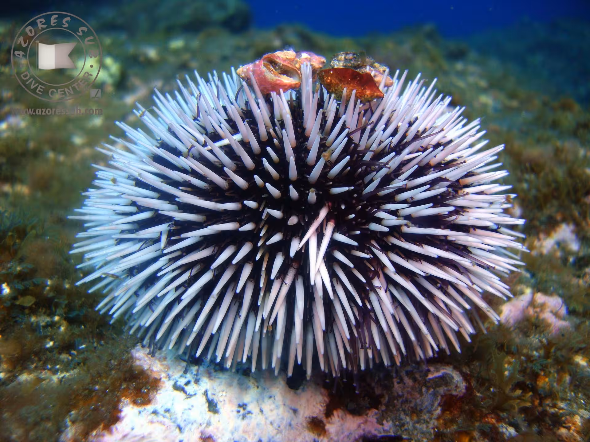 Close-up of a black-and-white sea urchin on rocky seabed, marine life spotting on the Diving Exit tour in Azores
