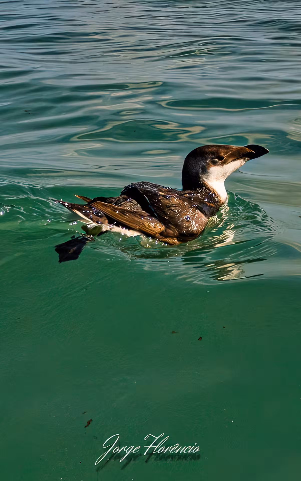 Seabird gliding on emerald Atlantic water during EXPEDITION Dolphins & Marine Wildlife eco boat tour experience