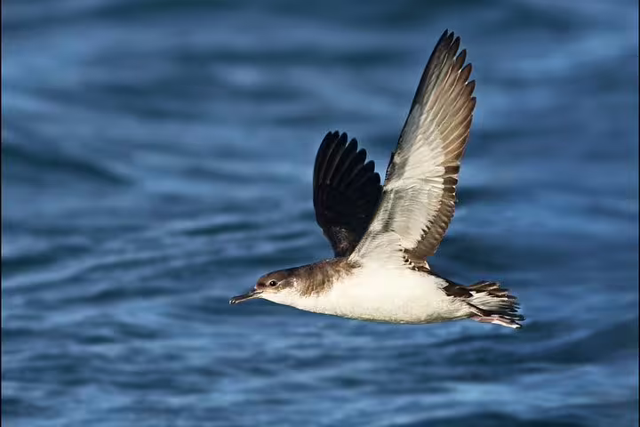 Seabird in flight over ocean waters during whale watching tour from Reykjavik