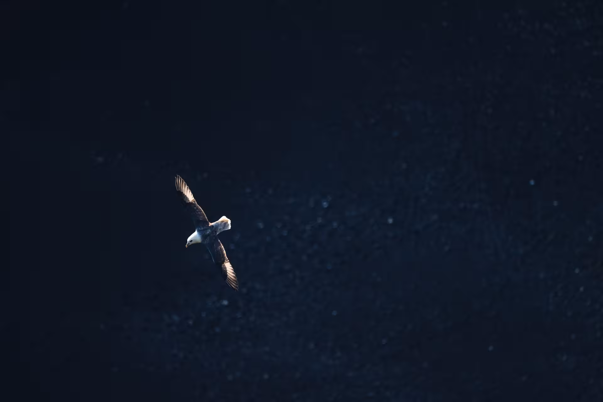 Seabird soaring over dark ocean waters on Iceland's South Coast