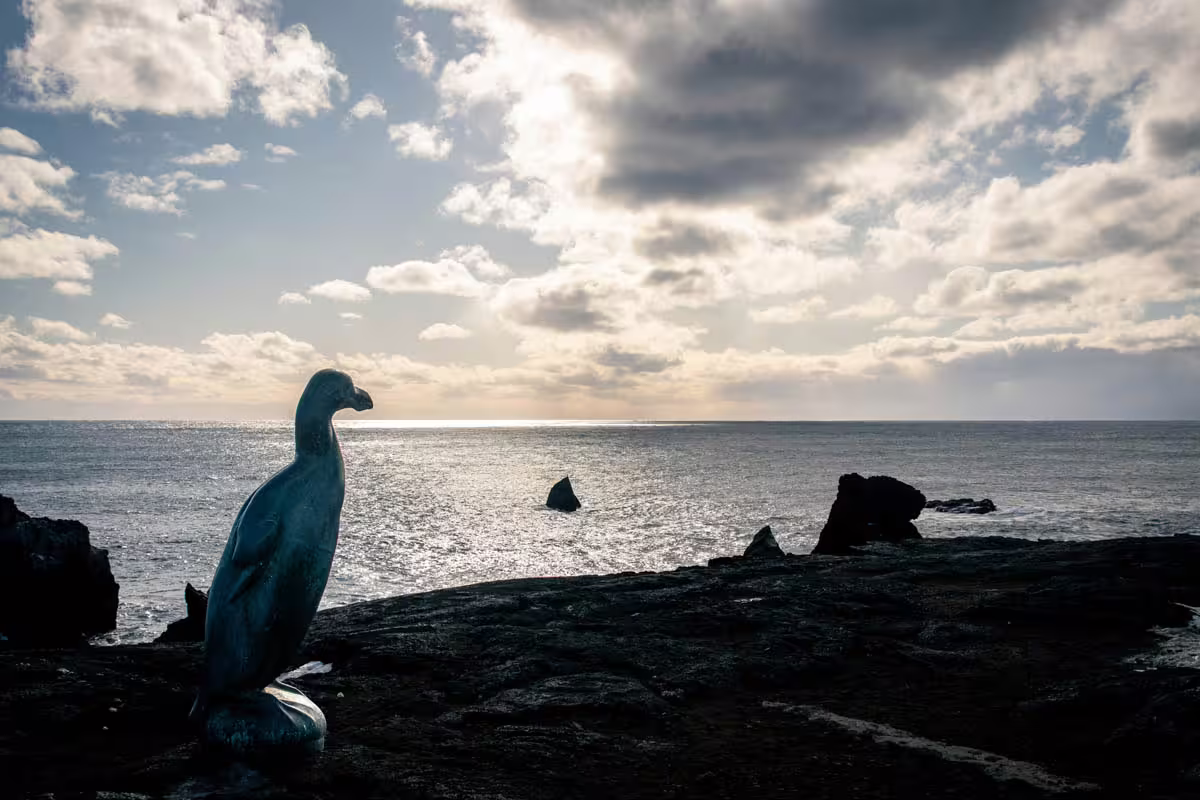 Seabird perched on volcanic rocks overlooking the ocean on the Reykjanes Peninsula, Iceland