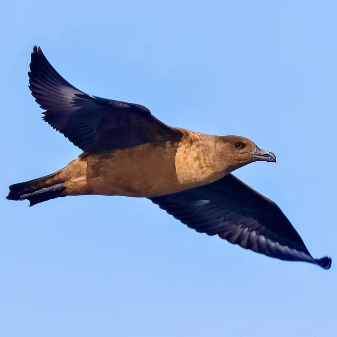 A majestic seabird soars elegantly against a clear blue sky, ideal for birdwatching enthusiasts.