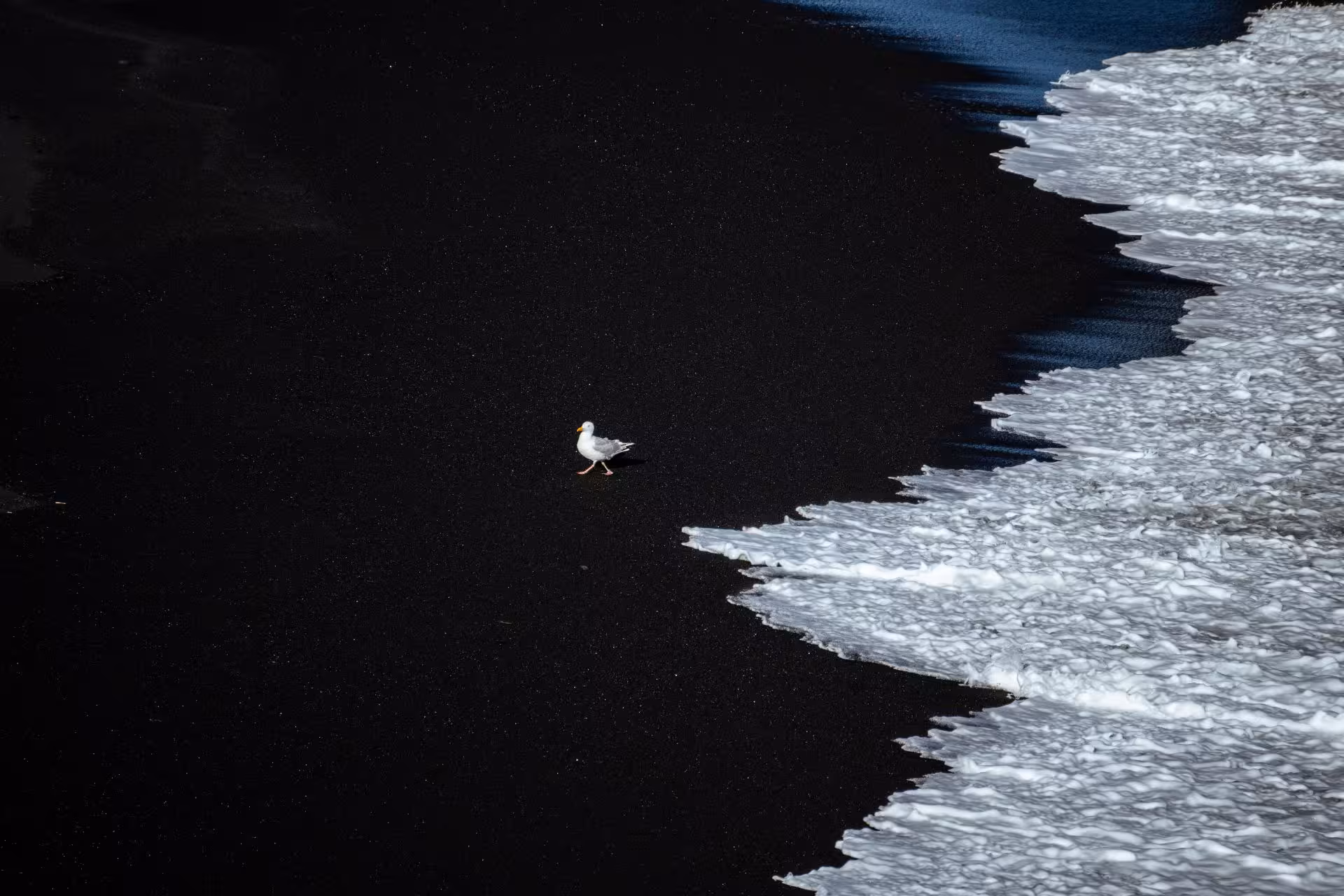 Seagull walking on black sand beach with white ocean waves, Iceland South Coast