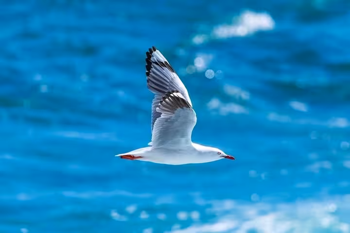 Seagull flying over the Red Sea near Giftun Island, Hurghada Orange Bay snorkel boat trip adventure