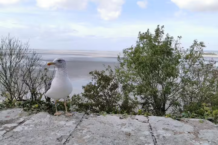 Seagull overlooking Mont St-Michel bay and tidal flats, scenic stop on private guided day trip from Paris