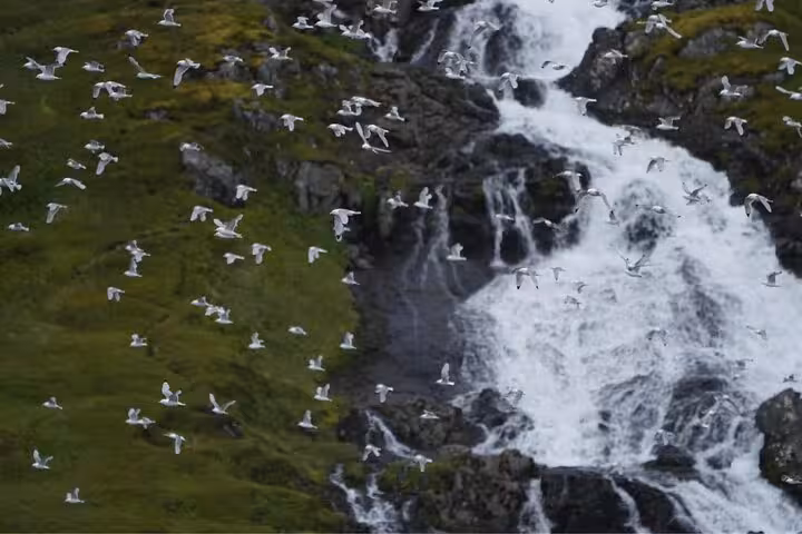 Flock of seagulls flying over a cascading waterfall and green rocky cliffs in the Westfjords, Iceland