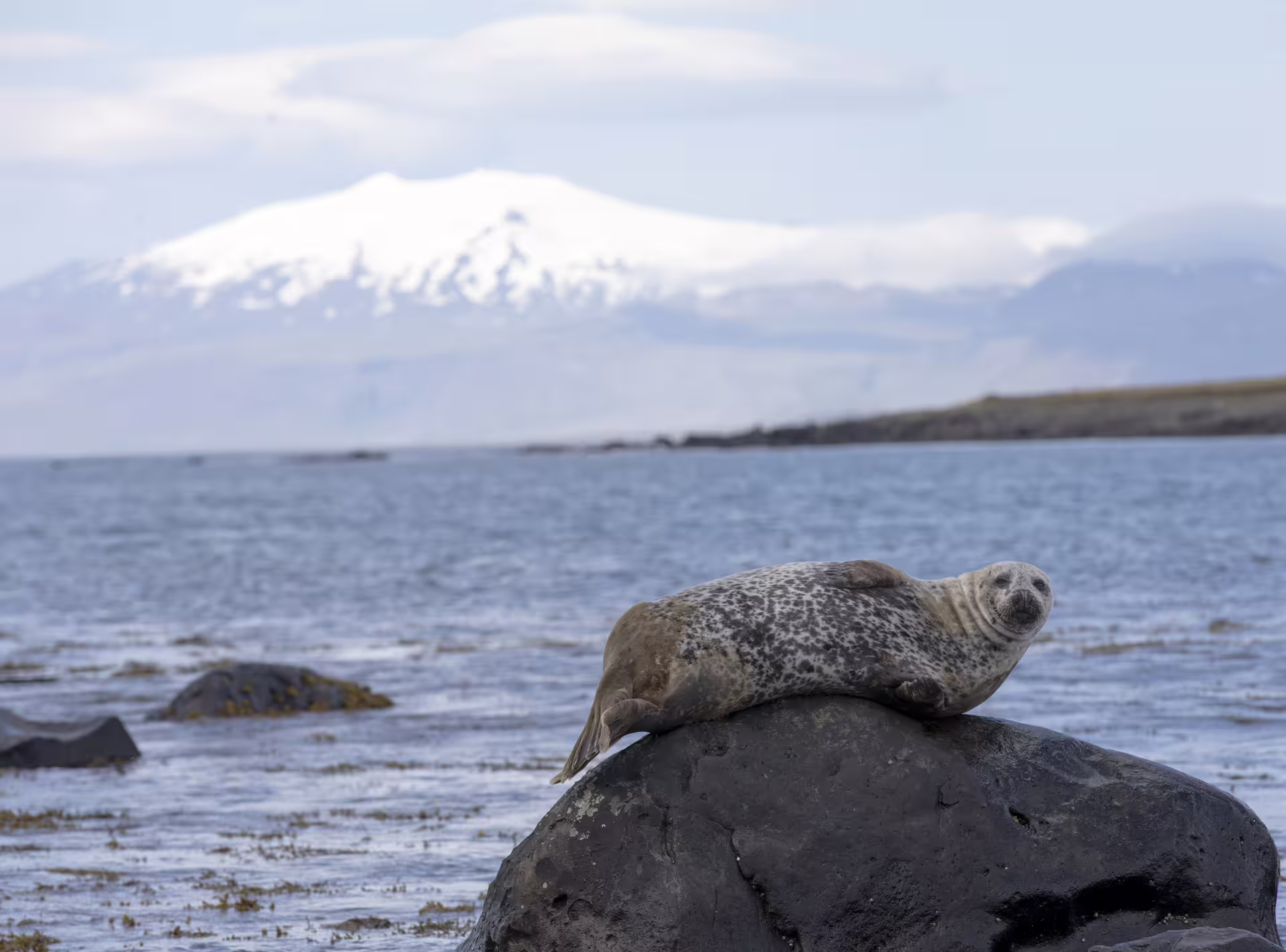 Seal drying of at one of our secret stops on Snæfellsnes peninsula