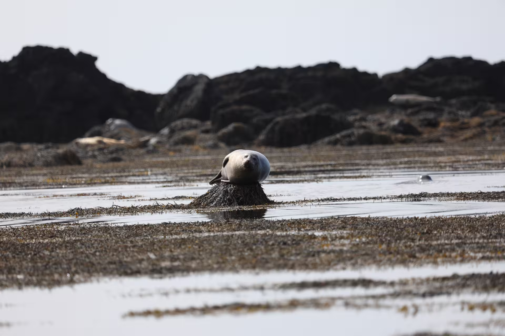 Seal resting on seaweed-covered rock in shallow coastal waters with dark rocky cliffs in background