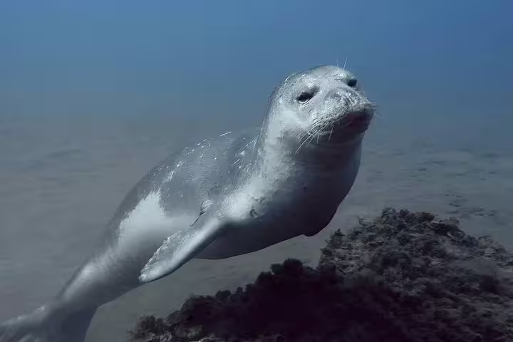 Seal swimming gracefully over coral reef in crystal-clear waters, ideal for Open Water Course diving experience.