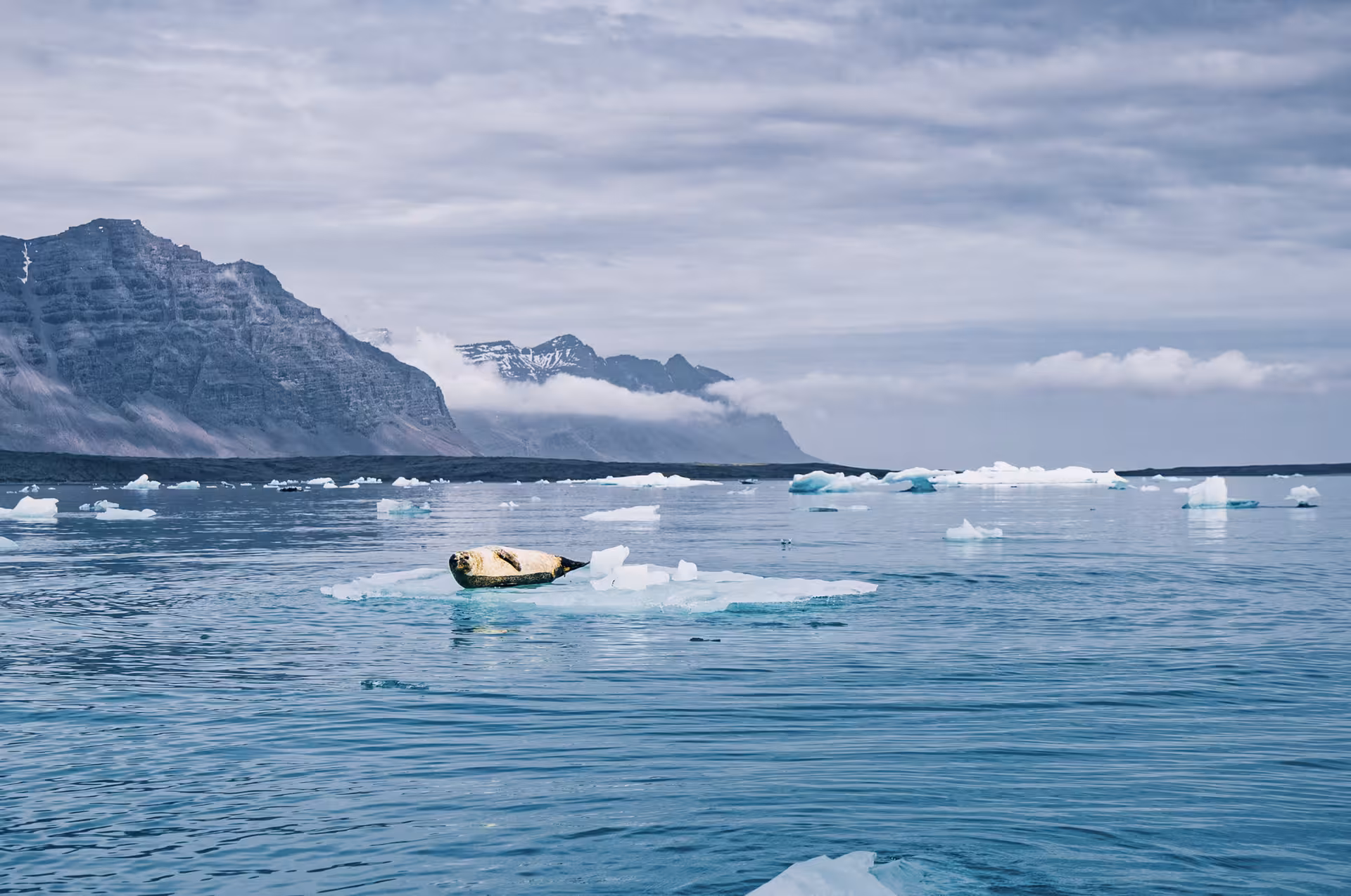 Seal resting on floating ice at Glacier Lagoon Iceland with snow-capped mountains in background