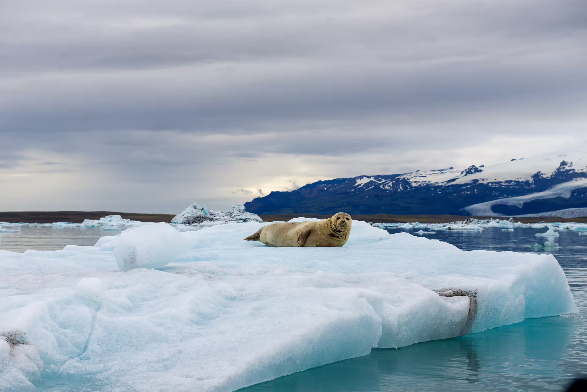 Harbor seal resting on a glacial iceberg at Jökulsárlón lagoon, Iceland, with snow-capped mountains behind