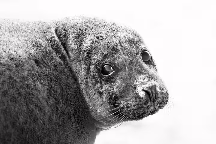 Close-up of a young seal pup with large dark eyes on Snaefellsnes Peninsula, Iceland