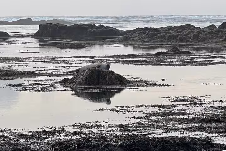 Seal resting on a seaweed-covered rock in a shallow tidal pool along Iceland's rugged coastline