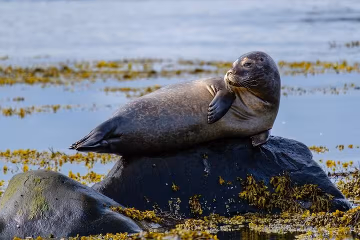 A seal resting on a rock surrounded by seaweed and calm coastal waters at Seal Beach, Snaefellsnes.