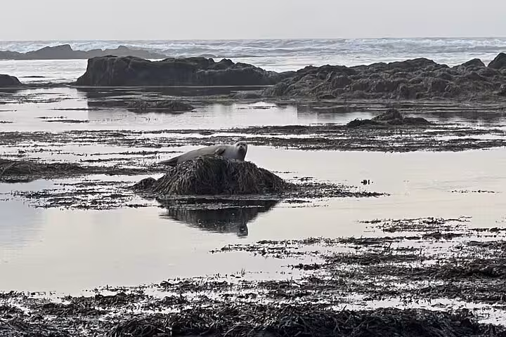 Seal resting on a seaweed-covered rock in a tidal flat on the Snaefellsnes Peninsula, Iceland