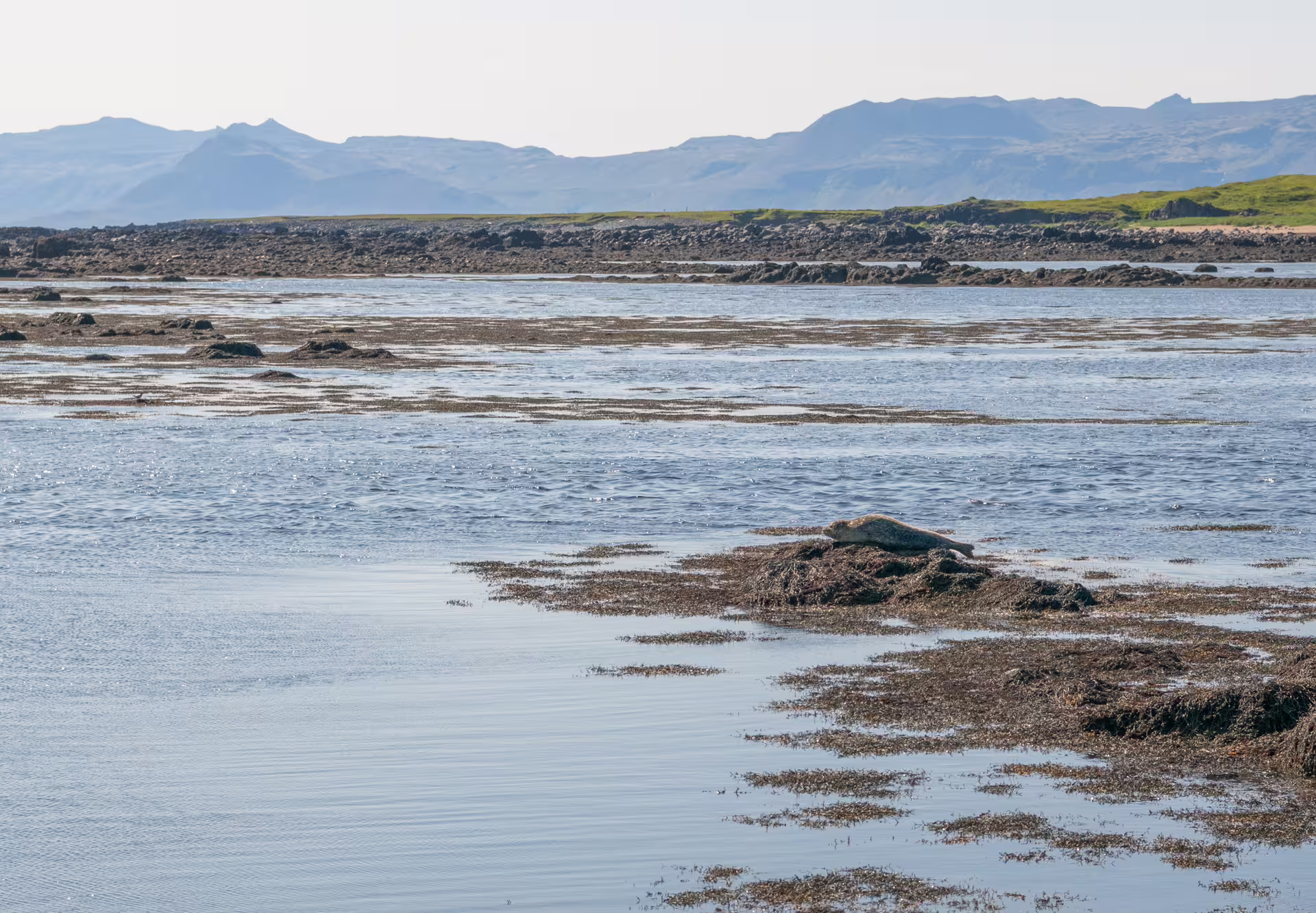 Seal resting on seaweed rocks at low tide with mountains in background, Snaefellsnes Peninsula