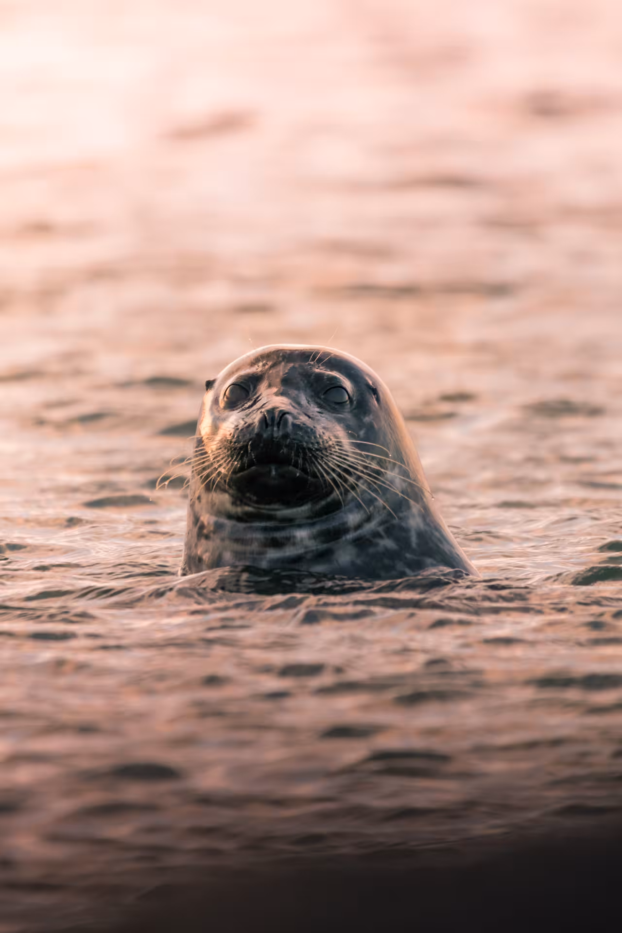 A curious seal poking its head above the ocean waters near Snaefellsnes Peninsula, Iceland