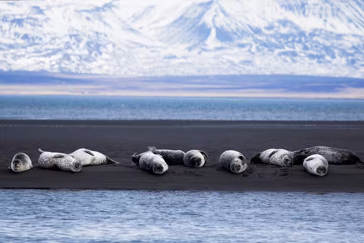 Seals resting on black sand beach with snowy mountains and blue ocean in background