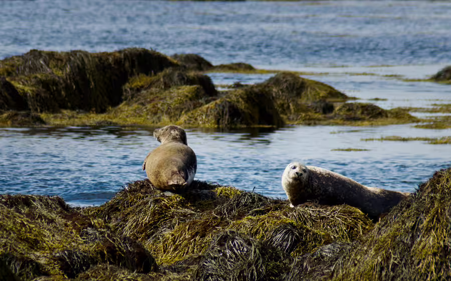 Two harbor seals resting on seaweed-covered rocks along the Snaefellsnes coastline in Iceland