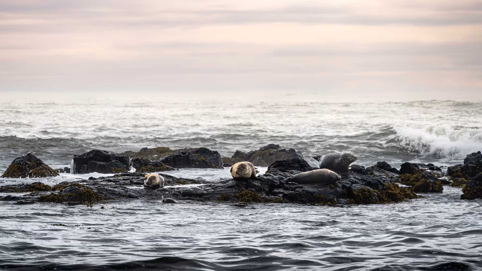 Seals resting on rocky outcrop surrounded by ocean waves on Snaefellsnes Peninsula, Iceland