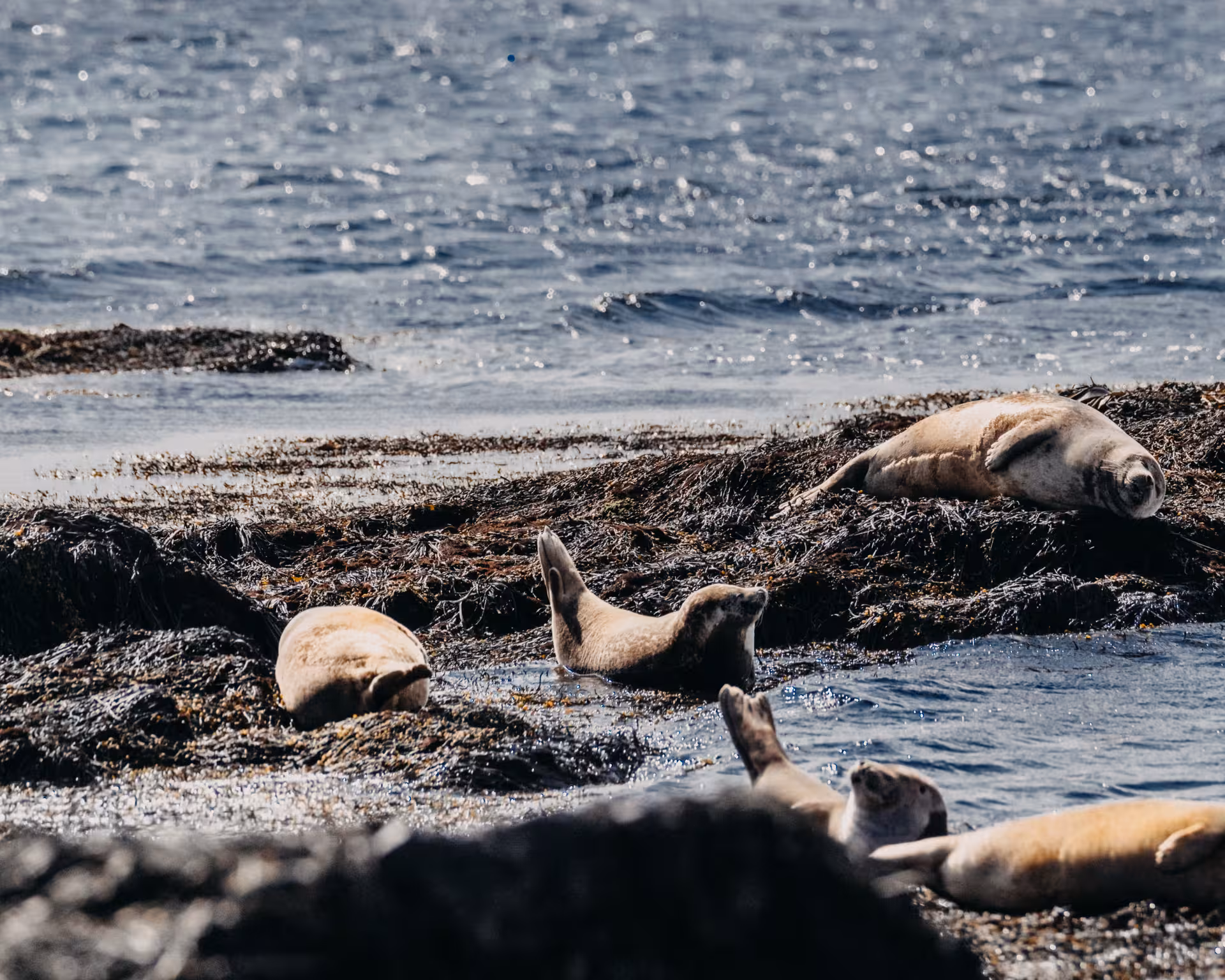 Harbor seals lounging on seaweed-covered rocks along the Snaefellsnes Peninsula coastline in Iceland
