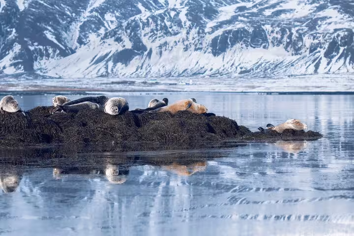 Seals resting on a rocky islet with snowy mountains reflected in calm Arctic waters