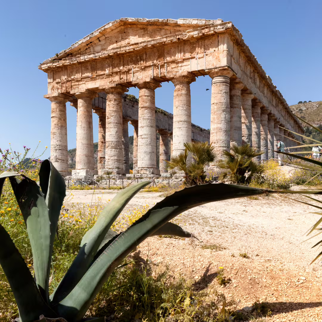 Well‑preserved Segesta Greek temple framed by agave plants on a sunny private tour from Palermo