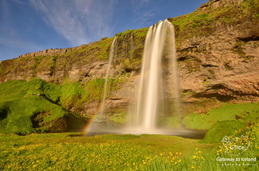Seljalandsfoss waterfall with rainbow and yellow wildflowers in South Iceland on a sunny day