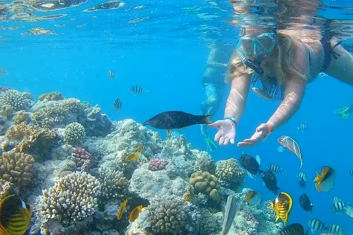 Snorkeler floating over colorful reef fish and corals, ideal for a semi submarine reef sightseeing trip