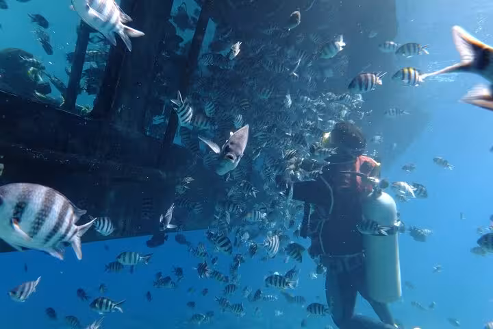 Scuba diver and reef fish beside semi-submarine in Hurghada, Red Sea snorkeling and sea-view tour