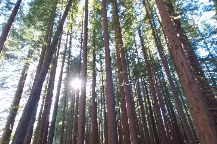Sunlight filtering through towering sequoias in a lush forest, highlighting the serene beauty of the Sequoia Forest tour.