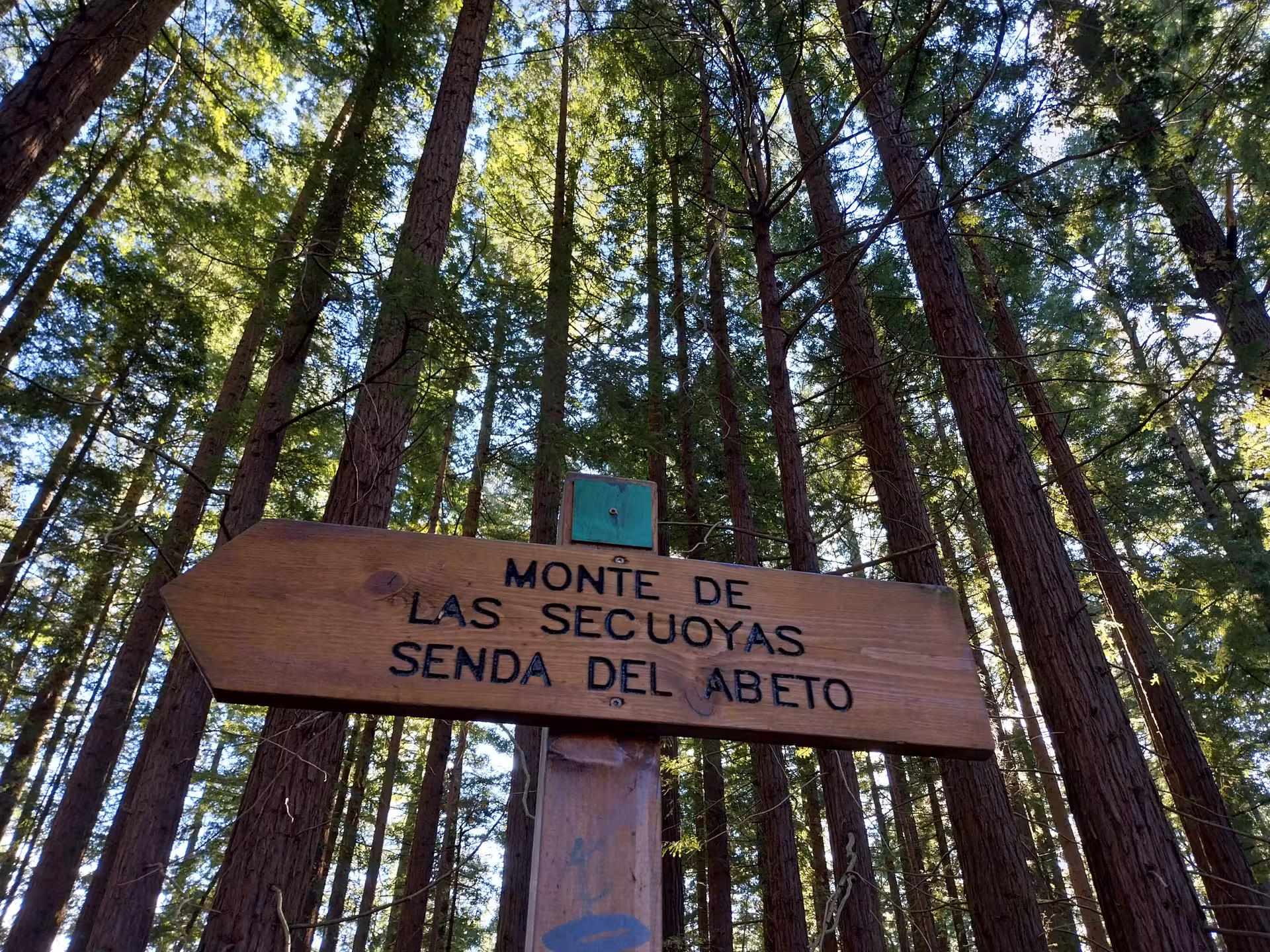 Trail sign in Sequoia Forest guiding hikers through Senda del Abeto under towering trees in a tranquil setting.