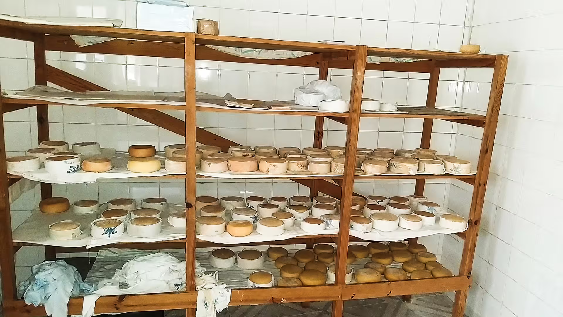 A wooden shelf filled with traditional Serra da Estrela cheeses maturing, showcasing the artisanal cheese-making process.