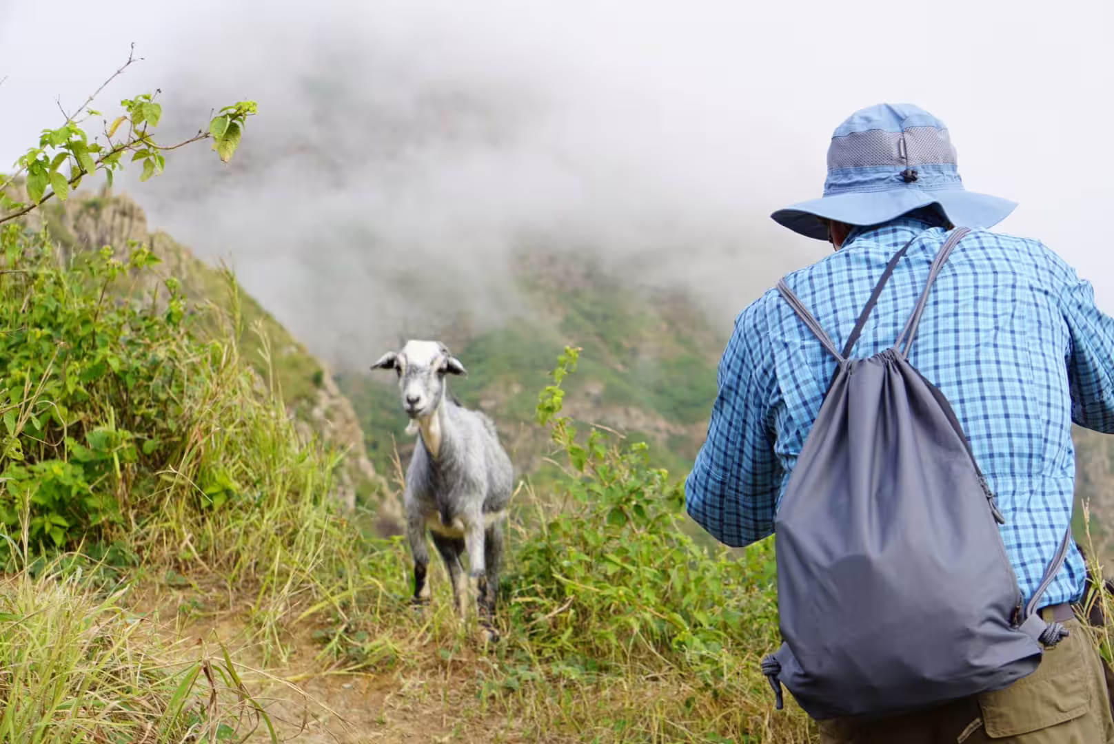 Traveler photographing a goat on a scenic trail in Serra Malagueta, capturing the essence of Cape Verde's wildlife.