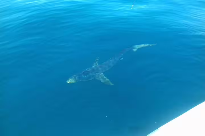A thrilling view of a shark swimming near a boat in clear blue waters during an all-inclusive sport fishing tour in Sesimbra.