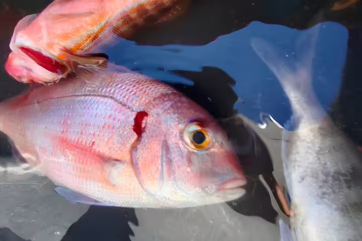 Catch of the day on the all-inclusive sport fishing tour in Sesimbra, showcasing vibrant red snapper and diverse marine life.