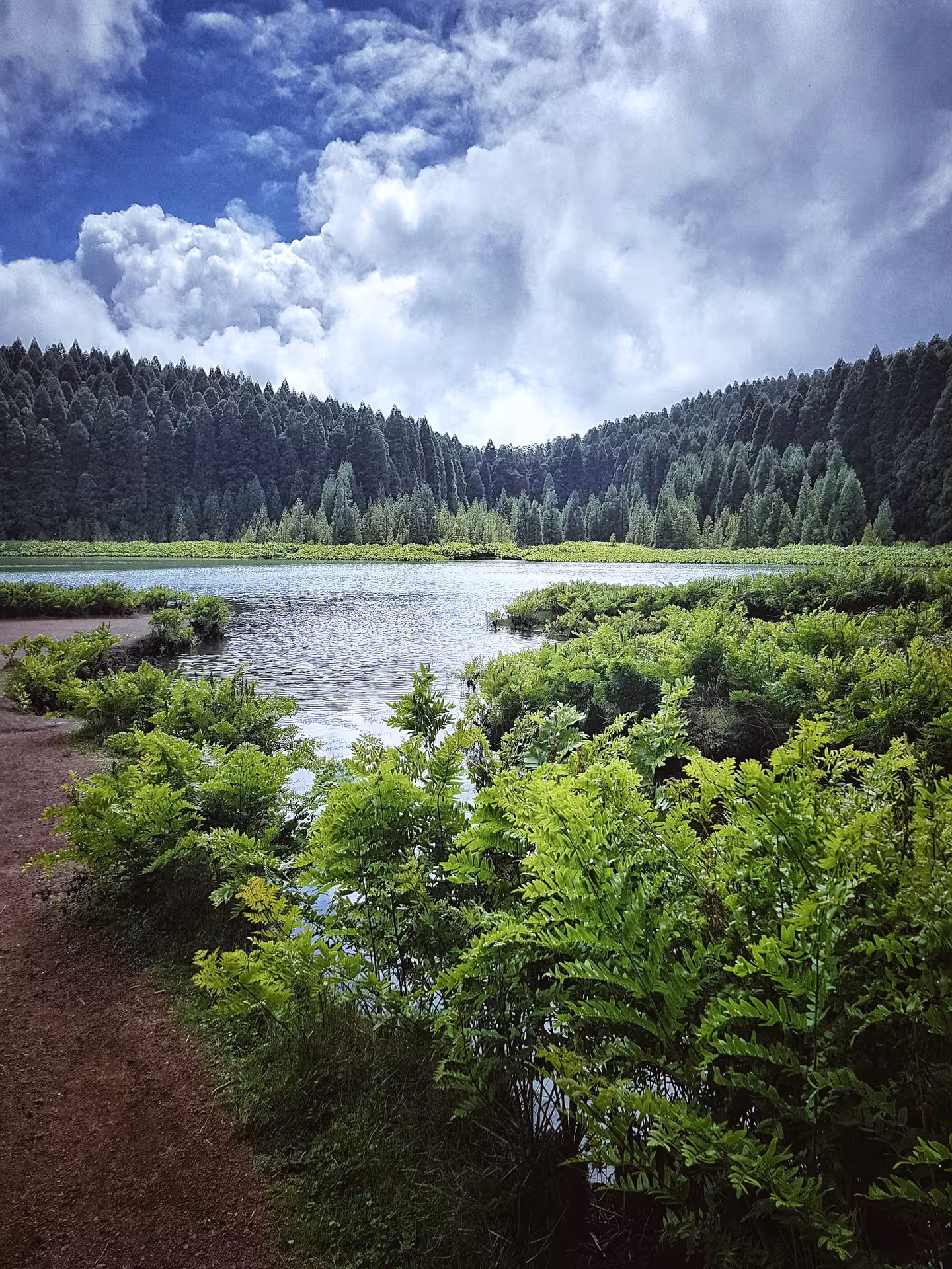 Lagoa das Sete Cidades lakeside trail with lush ferns and pine forest, HIKE Seven Cities - Ferraria